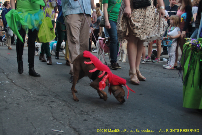 2016-Mystic-Krewe-of-Barkus-005264