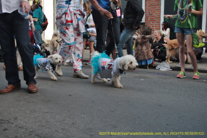 2016-Mystic-Krewe-of-Barkus-005265