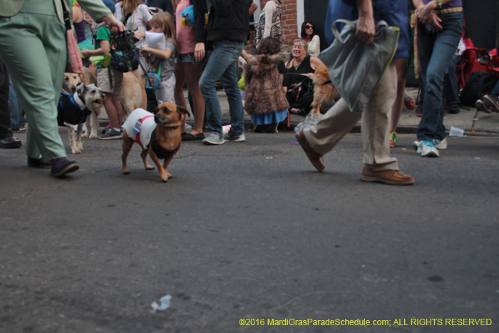 2016-Mystic-Krewe-of-Barkus-005269