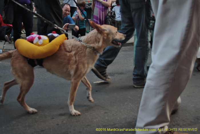 2016-Mystic-Krewe-of-Barkus-005272