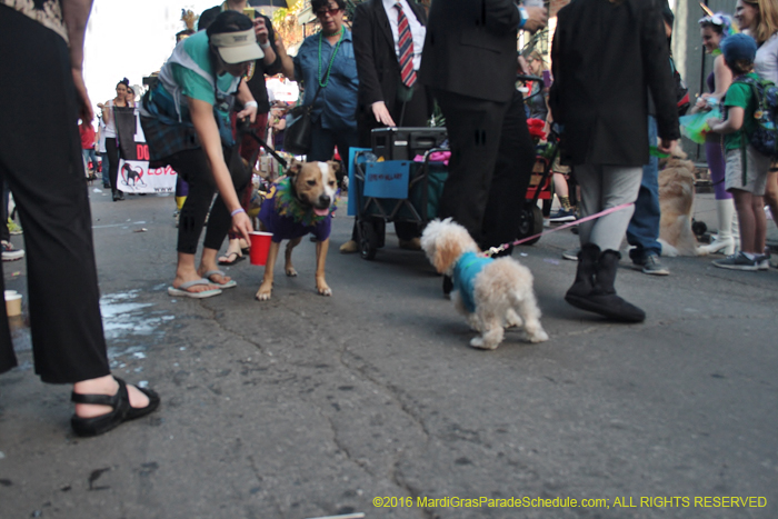 2016-Mystic-Krewe-of-Barkus-005283