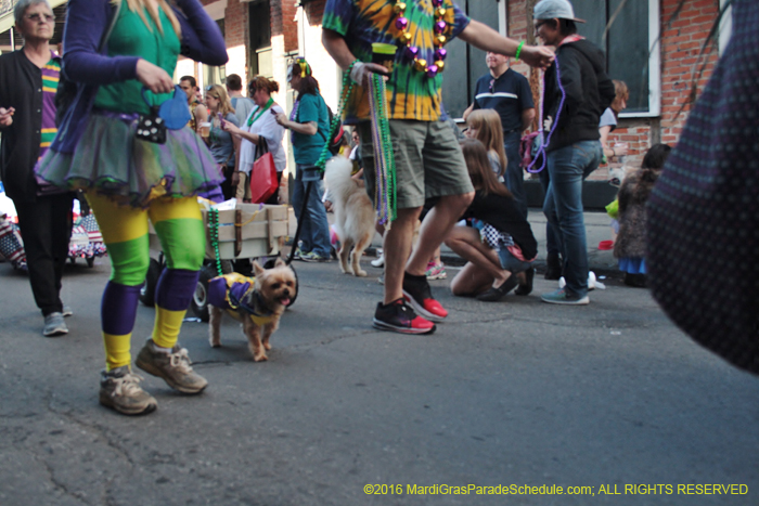 2016-Mystic-Krewe-of-Barkus-005286