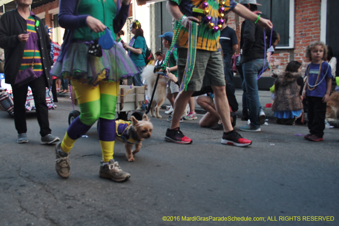 2016-Mystic-Krewe-of-Barkus-005287