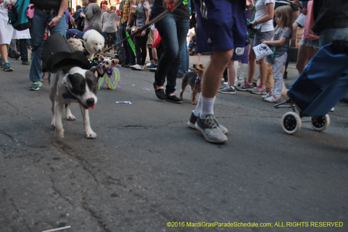 2016-Mystic-Krewe-of-Barkus-005294