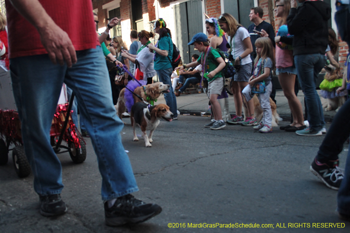 2016-Mystic-Krewe-of-Barkus-005300