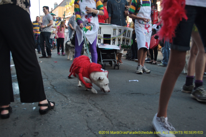 2016-Mystic-Krewe-of-Barkus-005302