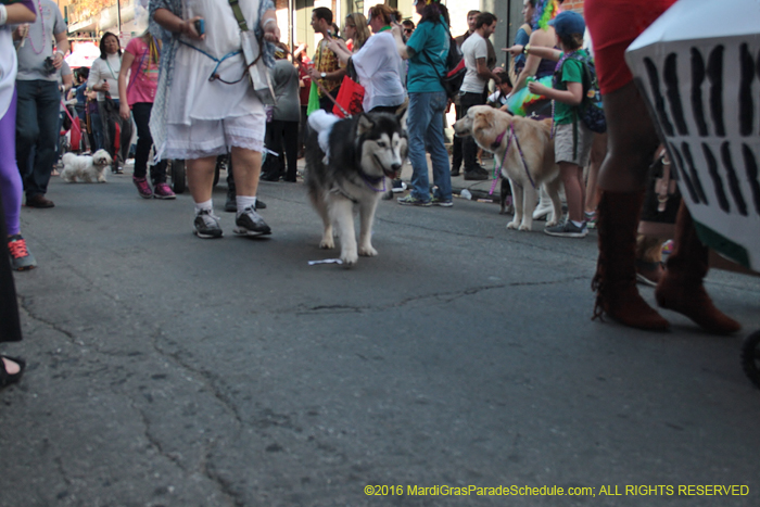 2016-Mystic-Krewe-of-Barkus-005306