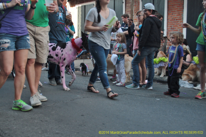 2016-Mystic-Krewe-of-Barkus-005314