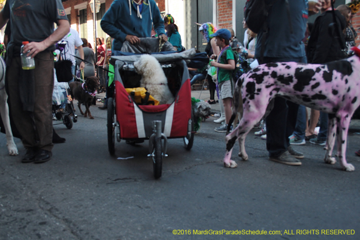 2016-Mystic-Krewe-of-Barkus-005317