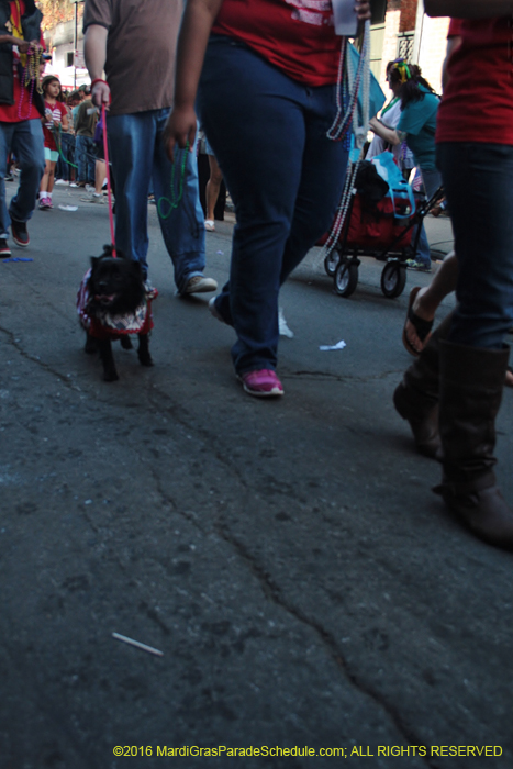 2016-Mystic-Krewe-of-Barkus-005335