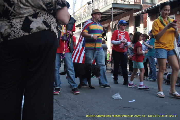 2016-Mystic-Krewe-of-Barkus-005338