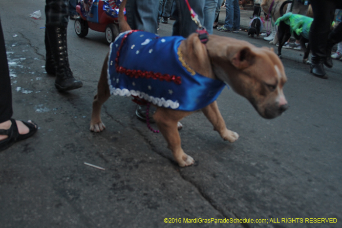 2016-Mystic-Krewe-of-Barkus-005343