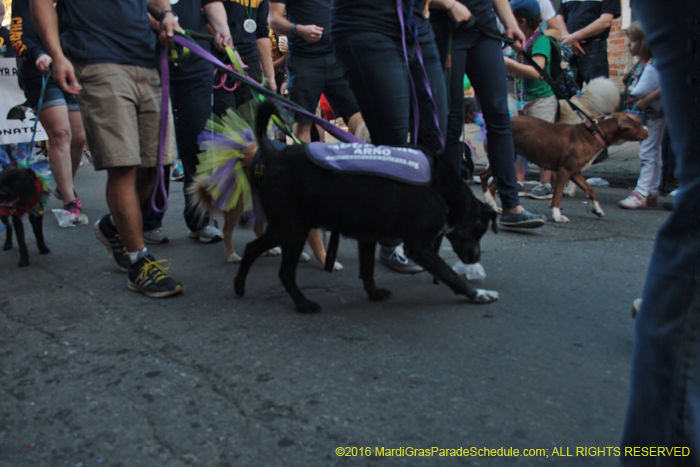 2016-Mystic-Krewe-of-Barkus-005353