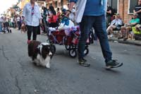 2016-Mystic-Krewe-of-Barkus-004776