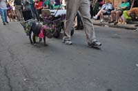 2016-Mystic-Krewe-of-Barkus-004782