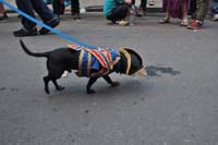 2016-Mystic-Krewe-of-Barkus-004817