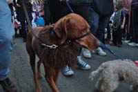 2016-Mystic-Krewe-of-Barkus-004846