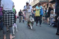 2016-Mystic-Krewe-of-Barkus-004854