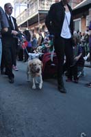 2016-Mystic-Krewe-of-Barkus-004887