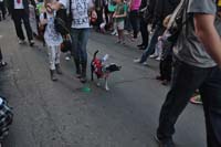 2016-Mystic-Krewe-of-Barkus-004923