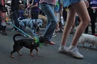 2016-Mystic-Krewe-of-Barkus-004970