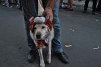 2016-Mystic-Krewe-of-Barkus-004990