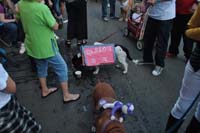 2016-Mystic-Krewe-of-Barkus-005027