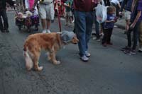 2016-Mystic-Krewe-of-Barkus-005031