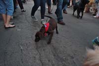 2016-Mystic-Krewe-of-Barkus-005082