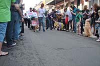 2016-Mystic-Krewe-of-Barkus-005084