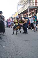 2016-Mystic-Krewe-of-Barkus-005097