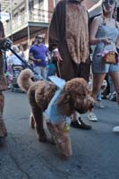 2016-Mystic-Krewe-of-Barkus-005126