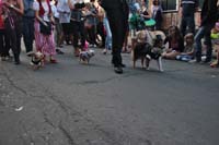 2016-Mystic-Krewe-of-Barkus-005135