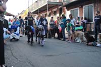 2016-Mystic-Krewe-of-Barkus-005152