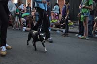 2016-Mystic-Krewe-of-Barkus-005167