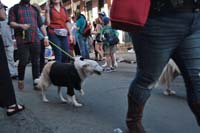 2016-Mystic-Krewe-of-Barkus-005236