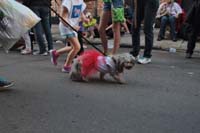 2016-Mystic-Krewe-of-Barkus-005254