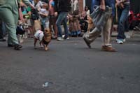 2016-Mystic-Krewe-of-Barkus-005269