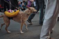 2016-Mystic-Krewe-of-Barkus-005272