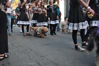 2016-Mystic-Krewe-of-Barkus-005277