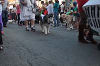 2016-Mystic-Krewe-of-Barkus-005306