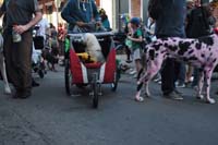 2016-Mystic-Krewe-of-Barkus-005317