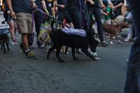 2016-Mystic-Krewe-of-Barkus-005353