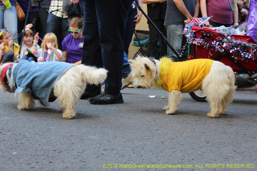 2016-Mystic-Krewe-of-Barkus-hc005456