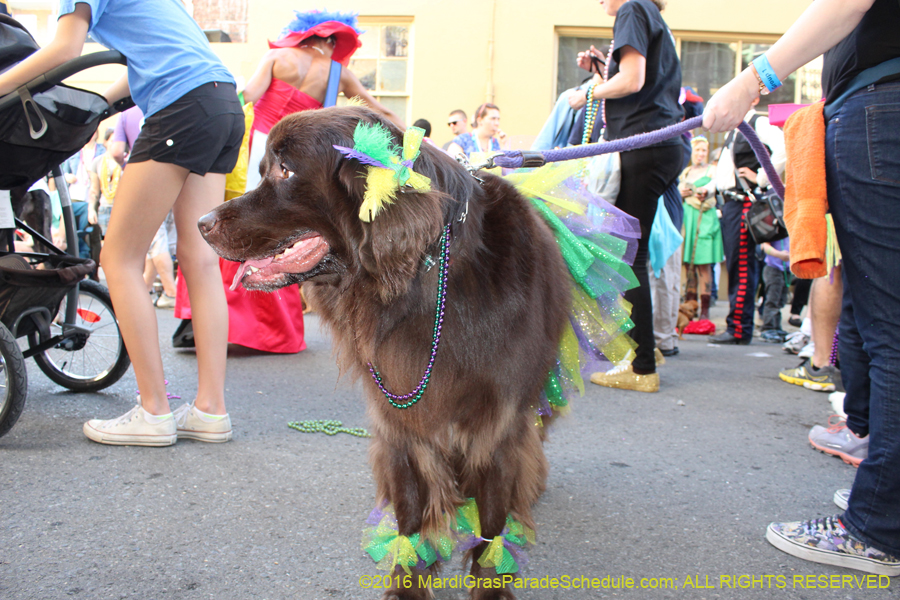 2016-Mystic-Krewe-of-Barkus-hc005465