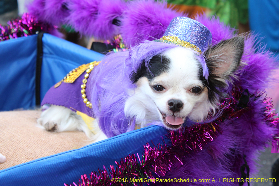 2016-Mystic-Krewe-of-Barkus-hc005466