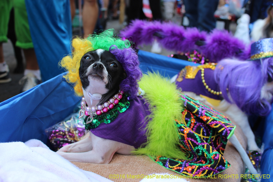 2016-Mystic-Krewe-of-Barkus-hc005467