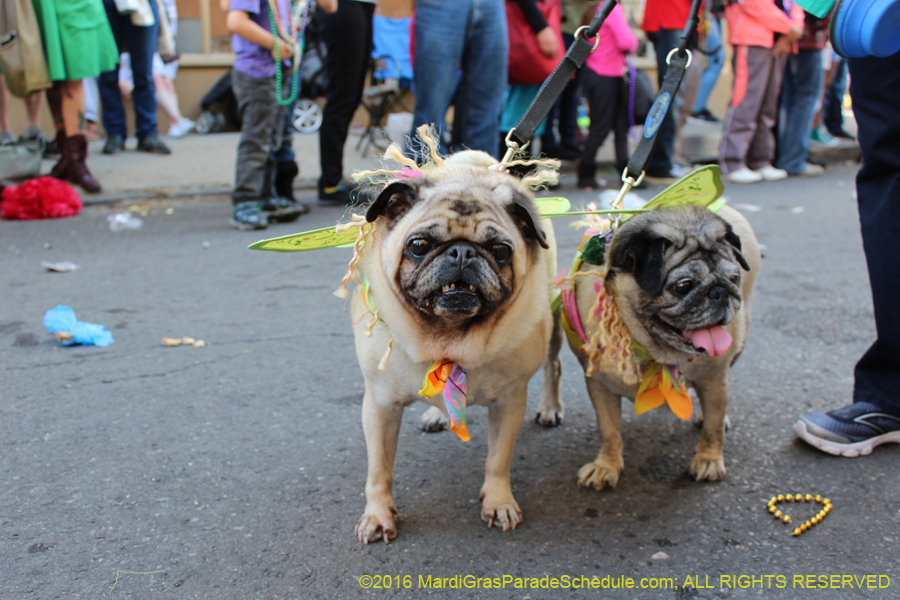 2016-Mystic-Krewe-of-Barkus-hc005472