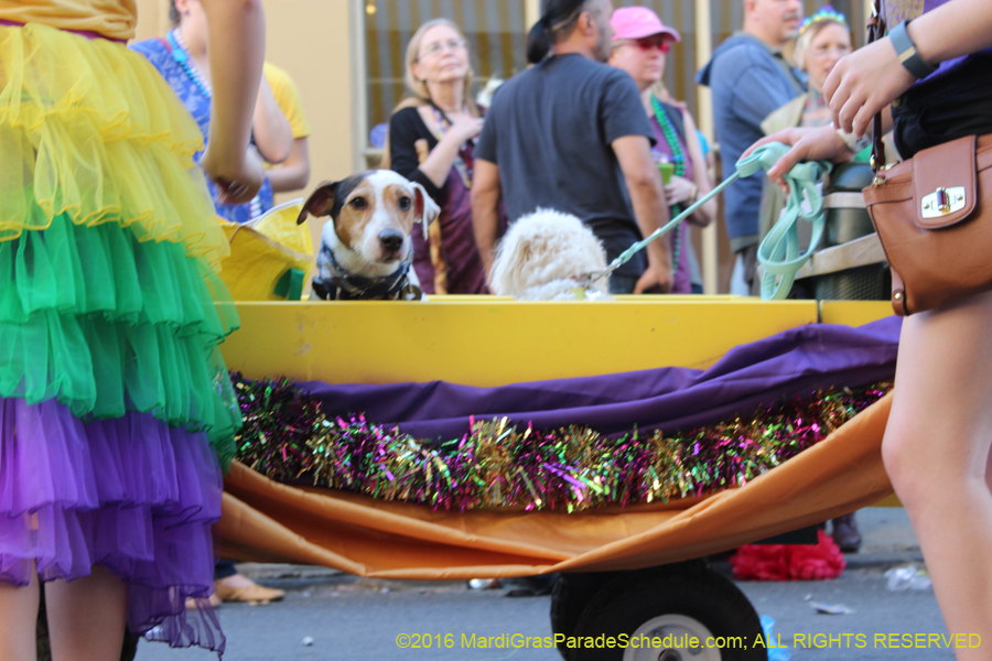 2016-Mystic-Krewe-of-Barkus-hc005473