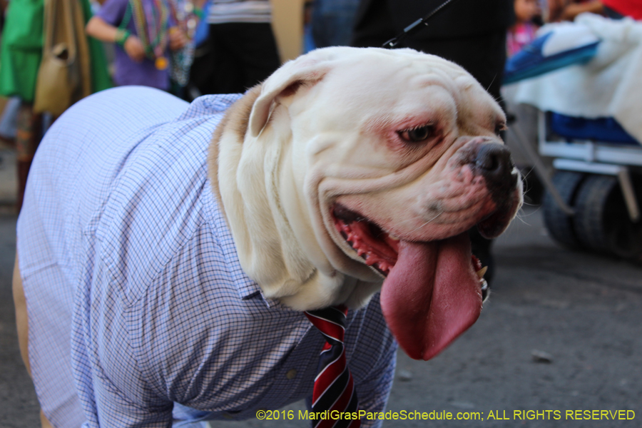 2016-Mystic-Krewe-of-Barkus-hc005474